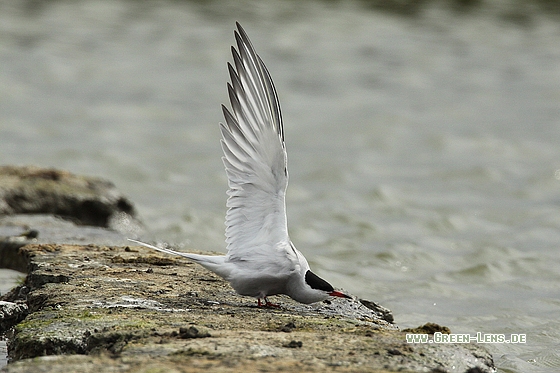 Flussseeschwalbe - Copyright Stefan Pfützke