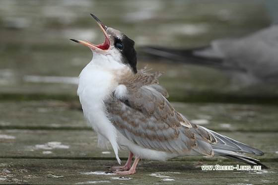 Flussseeschwalbe - Copyright Stefan Pfützke