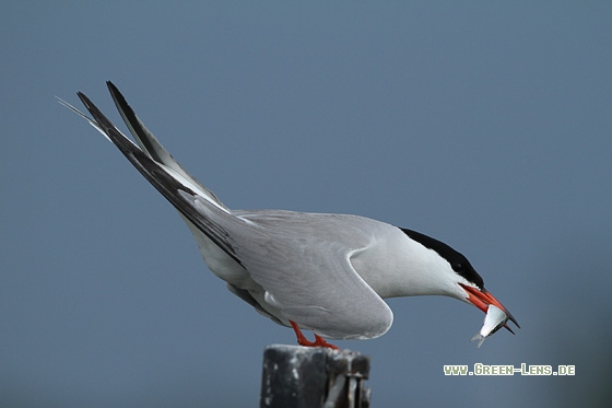 Flussseeschwalbe - Copyright Stefan Pfützke