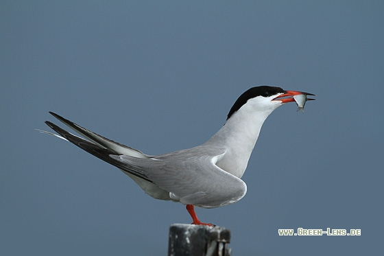 Flussseeschwalbe - Copyright Stefan Pfützke