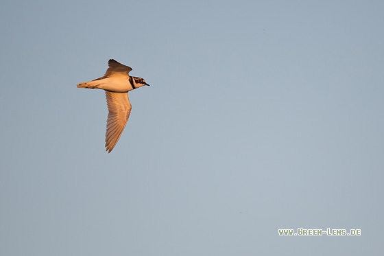 Flussregenpfeifer - Copyright Mathias Putze