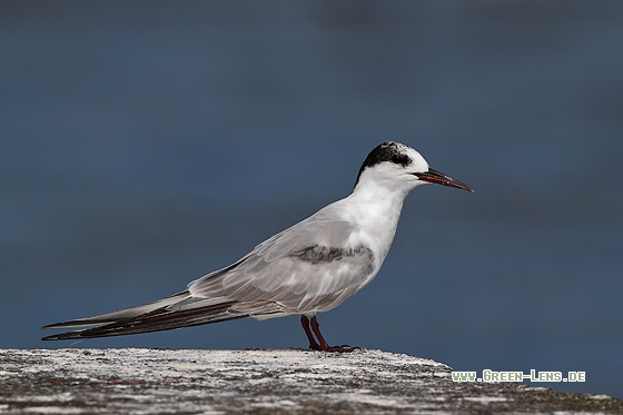 Flussseeschwalbe - Copyright Stefan Pfützke