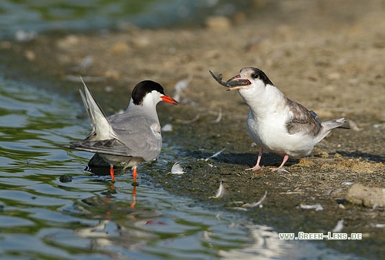Flussseeschwalbe - Copyright Stefan Pfützke