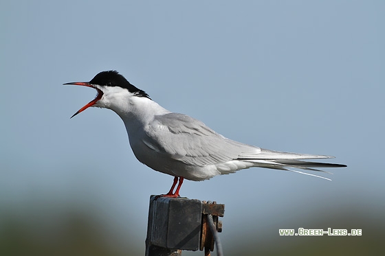 Flussseeschwalbe - Copyright Stefan Pfützke