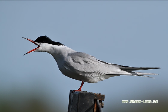 Flussseeschwalbe - Copyright Stefan Pfützke