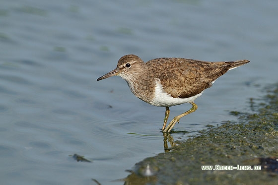 Flussuferläufer - Copyright Stefan Pfützke