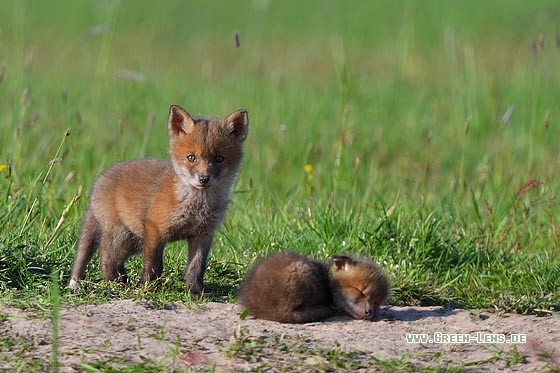 Rotfuchs - Copyright Stefan Pfützke