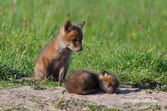 Rotfuchs - Copyright Stefan Pfützke