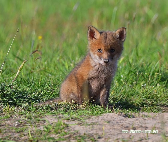 Rotfuchs - Copyright Stefan Pfützke