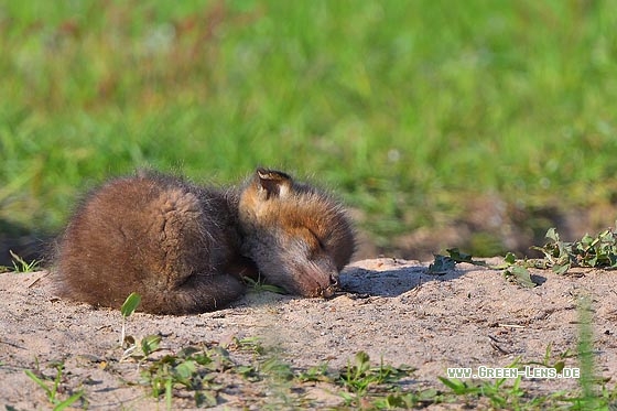 Rotfuchs - Copyright Stefan Pfützke