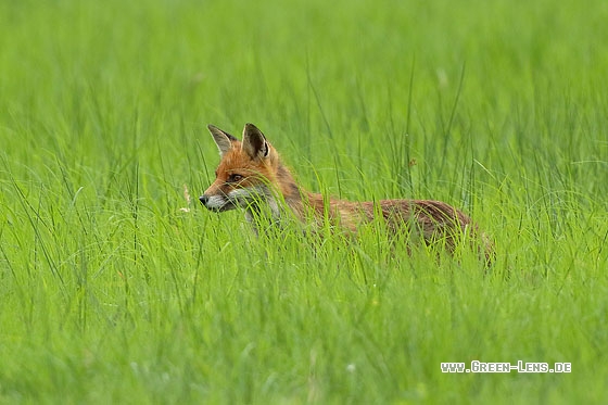 Rotfuchs - Copyright Stefan Pfützke