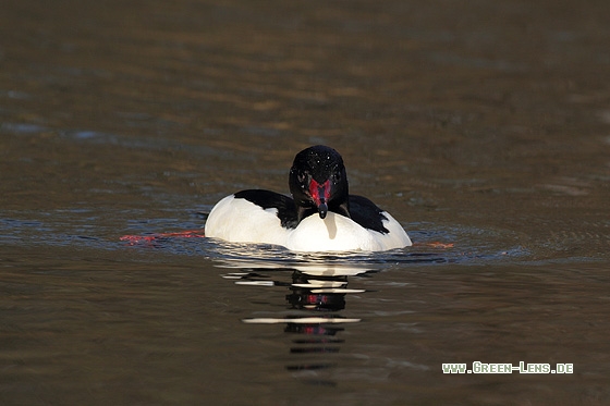 Gänsesäger - Copyright Stefan Pfützke