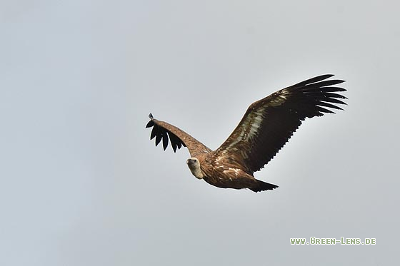 Gänsegeier - Copyright 