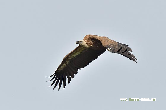 Gänsegeier - Copyright 