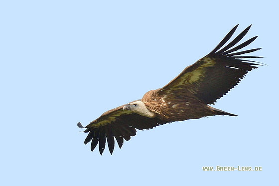 Gänsegeier - Copyright 