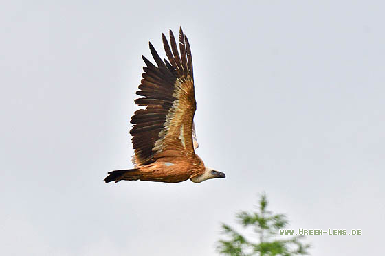 Gänsegeier - Copyright 