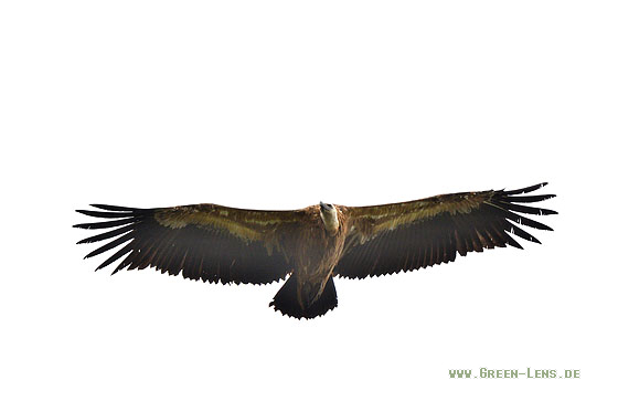 Gänsegeier - Copyright 