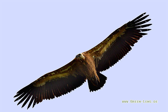 Gänsegeier - Copyright 