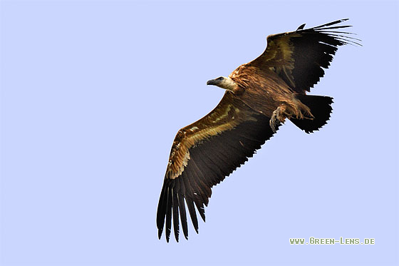 Gänsegeier - Copyright 