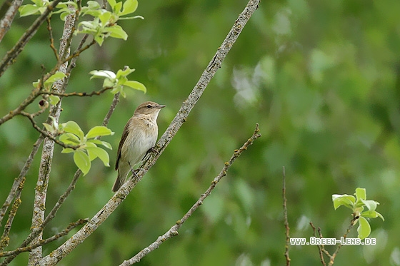 Gartengrasmücke - Copyright Stefan Pfützke