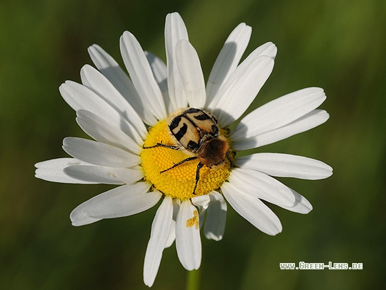 Gebänderter Pinselkäfer - Copyright Christian Gelpke
