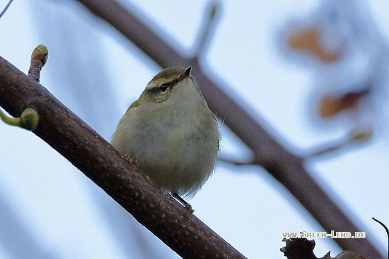 Gelbbrauen-Laubsänger - Copyright Stefan Pfützke