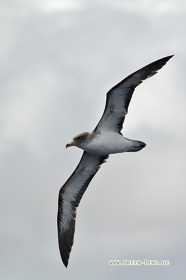 Gelbschnabel-Sturmtaucher - Copyright Stefan Pfützke