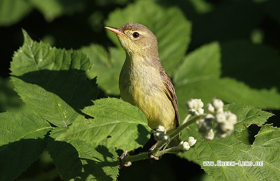 Gelbspötter - Copyright Stefan Pfützke