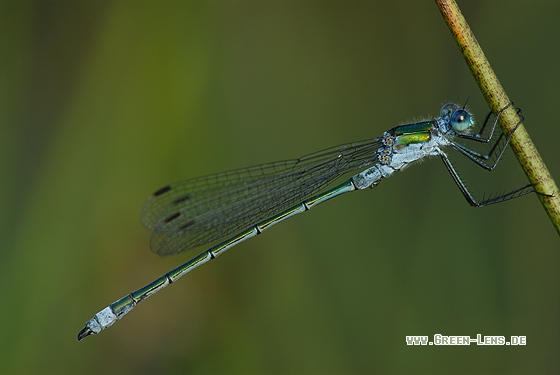 Gemeine  Binsenjungfer - Copyright Christian Gelpke