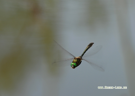 Gemeine Smargadlibelle - Copyright Christian Gelpke