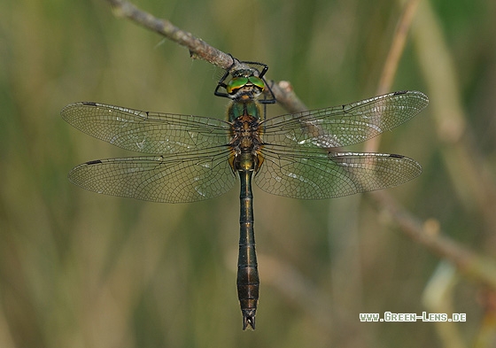 Gemeine Smaragdlibelle - Copyright Christian Gelpke