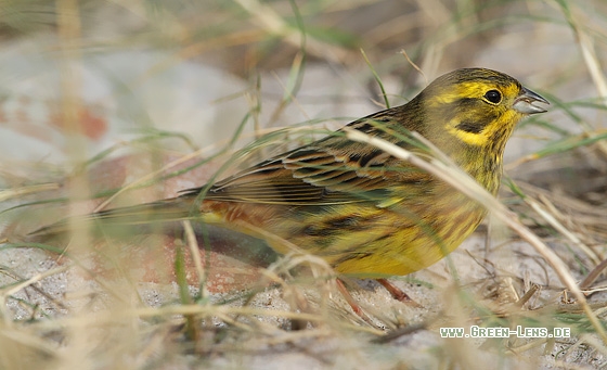 Goldammer - Copyright Stefan Pfützke