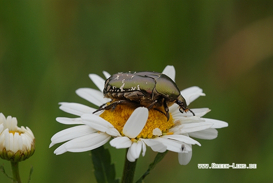 Goldglänzender Rosenkäfer - Copyright Christian Gelpke