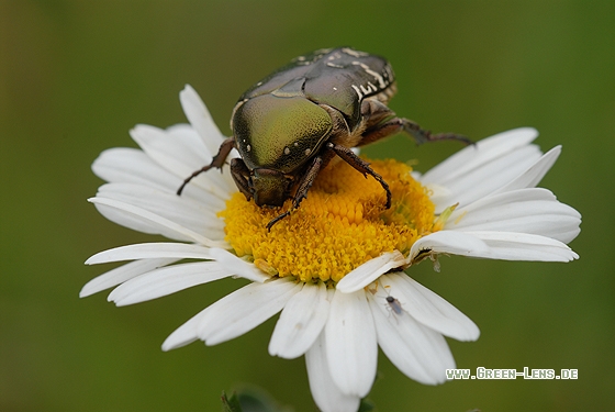 Goldglänzender Rosenkäfer - Copyright Christian Gelpke