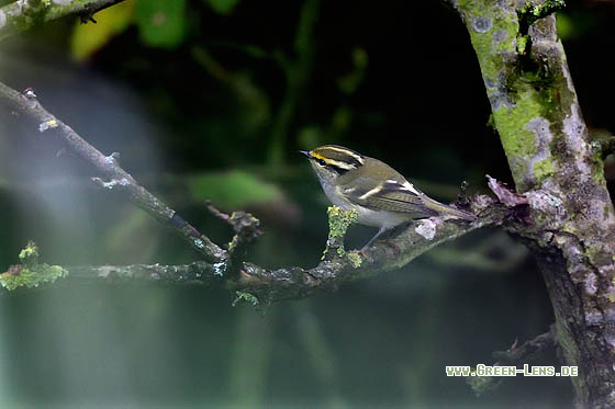 Goldhähnchen-Laubsänger - Copyright 