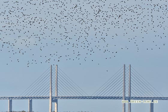 Goldregenpfeifer - Copyright Stefan Pfützke