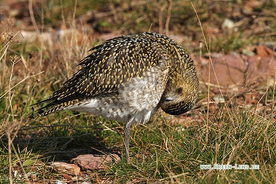 Goldregenpfeifer - Copyright Stefan Pfützke