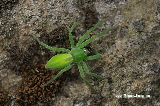 Grüne Huschspinne - Copyright Christian Gelpke