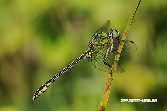 Grüne Keiljungfer - Copyright Christian Gelpke