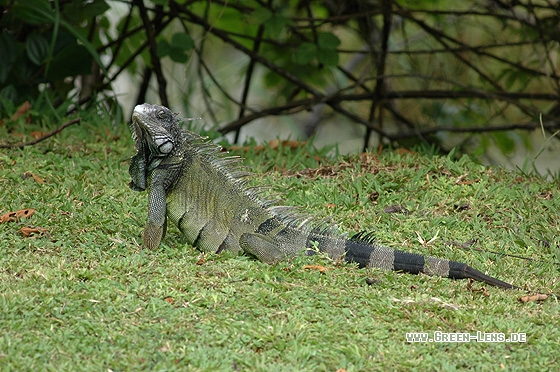 Grüner Leguan - Copyright Christian Gelpke