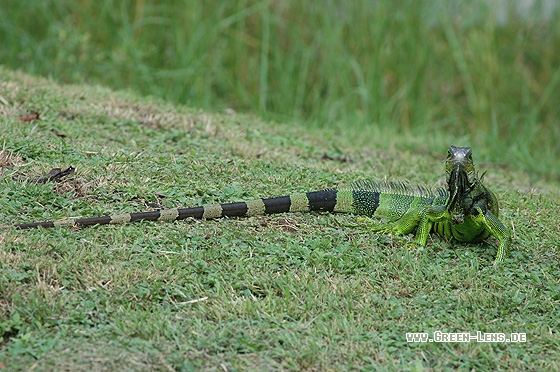 Grüner Leguan - Copyright Christian Gelpke