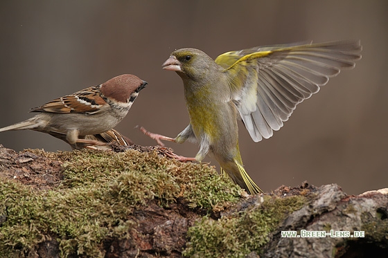 Grünfink - Copyright Stefan Pfützke