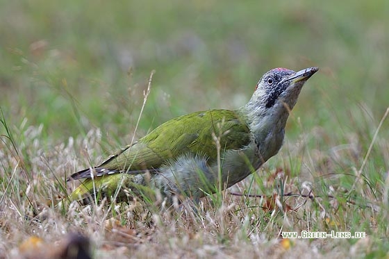 Grünspecht - Copyright Stefan Pfützke