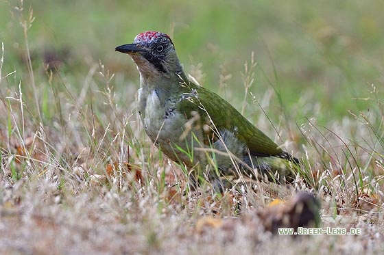 Grünspecht - Copyright Stefan Pfützke