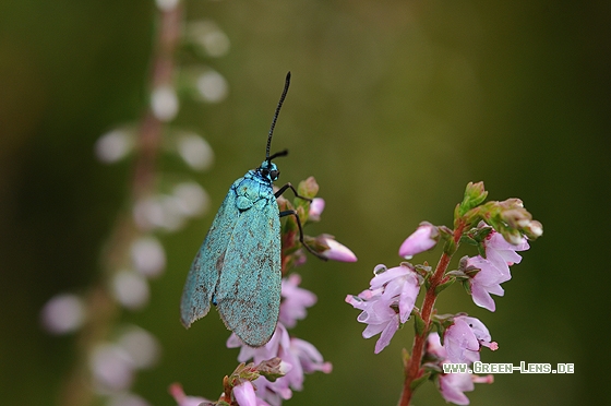 Grünwidderchen - Copyright Christian Gelpke