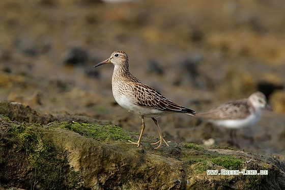 Graubrust-Strandläufer - Copyright Stefan Pfützke
