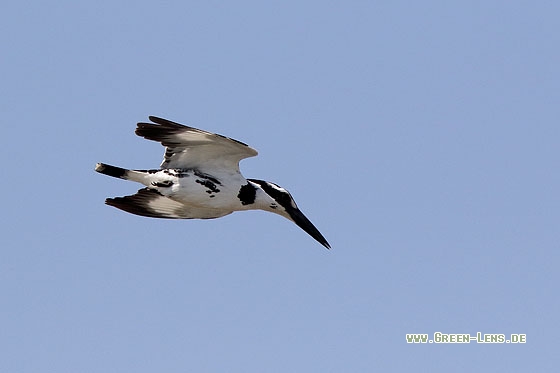 Graufischer - Copyright Stefan Pfützke