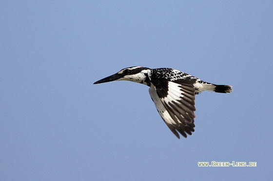 Graufischer - Copyright Stefan Pfützke