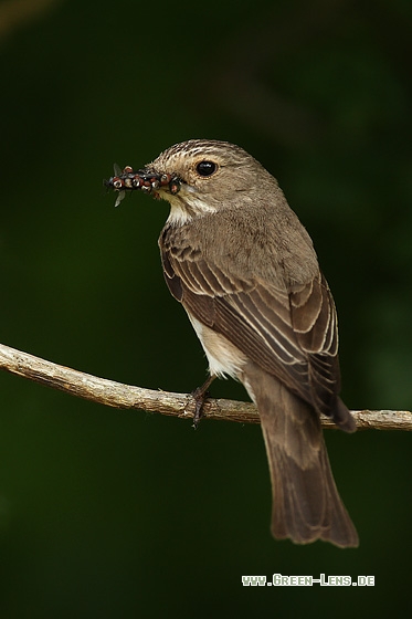 Grauschnäpper - Copyright Stefan Pfützke