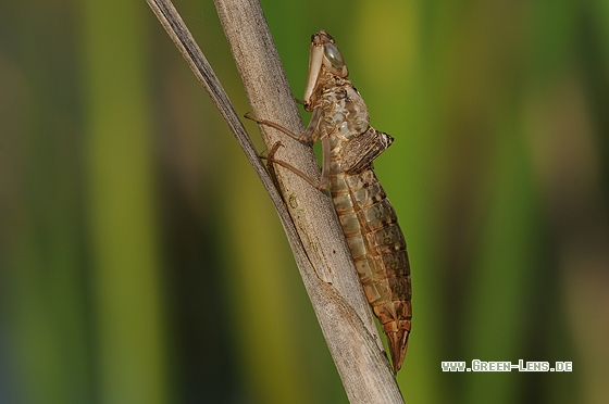 Große Königslibelle - Copyright Christian Gelpke